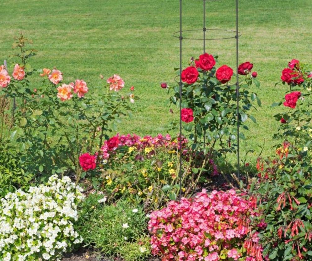 Pergola do pomidorów 2szt. 120cm