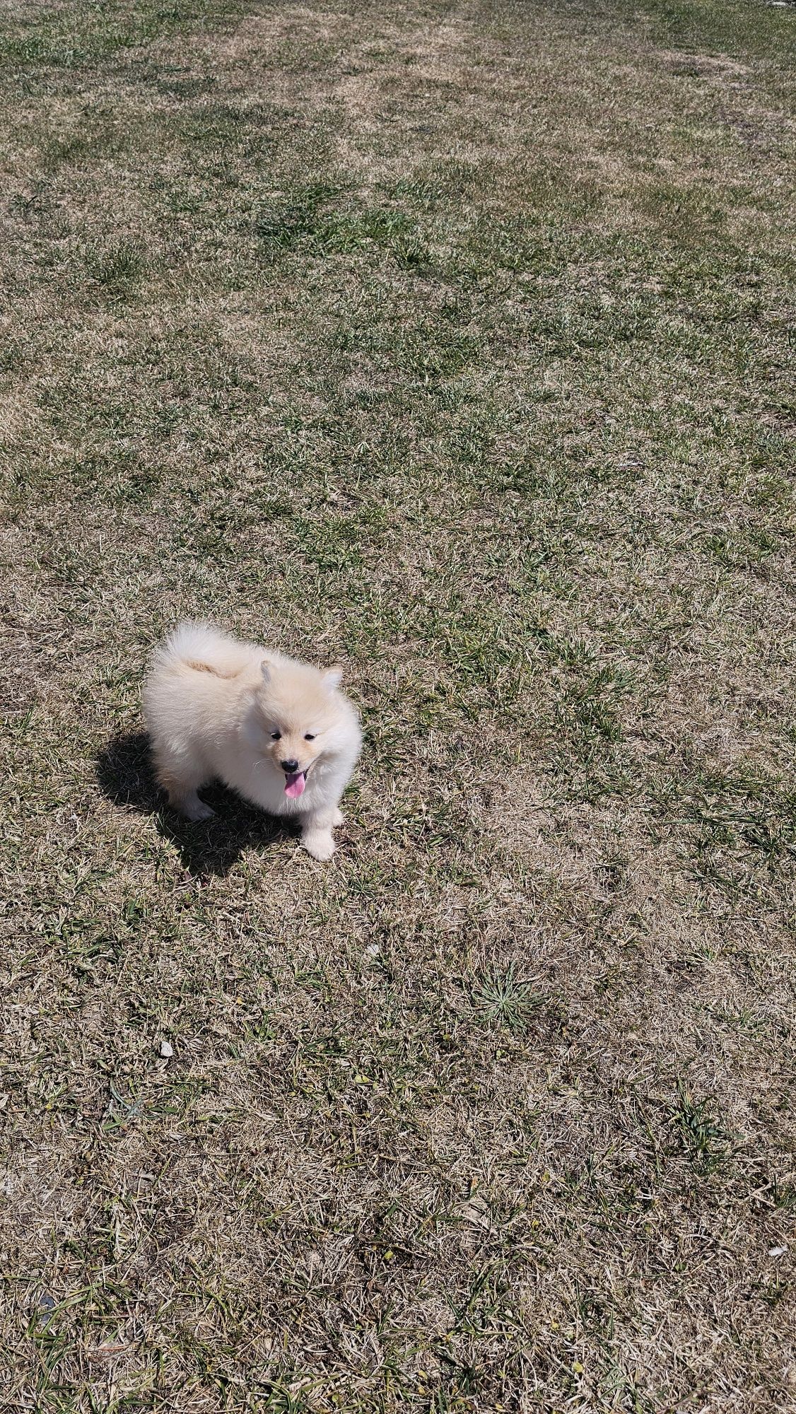 Spitz alemão anão