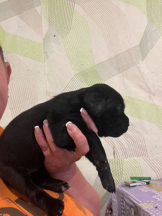 Чернівецька область,місто Сокиряни