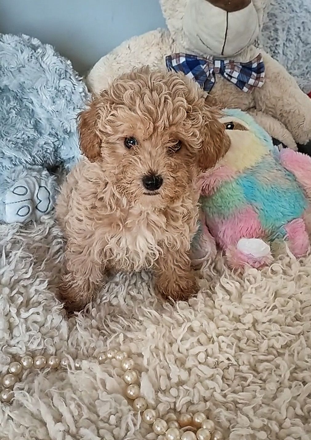 Maltipoo cudny piesek