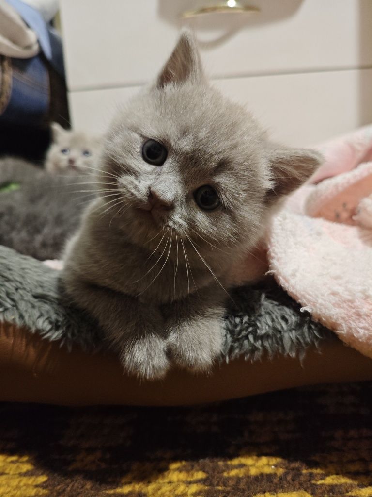 Продам британских котят