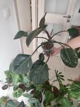 Philodendron Imperial Red