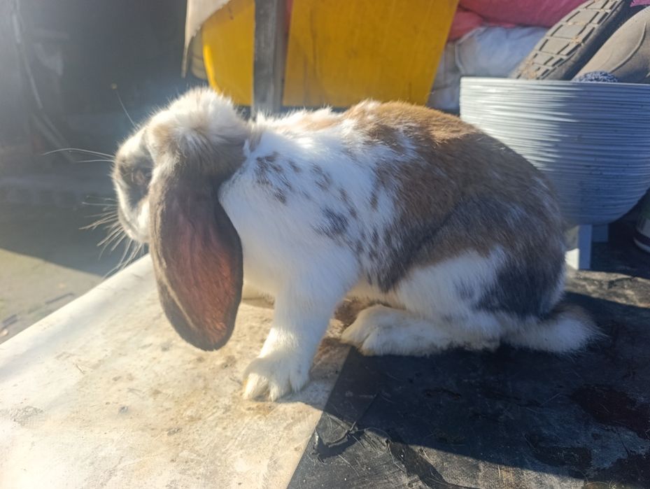 Sprzedam Króliki Barany