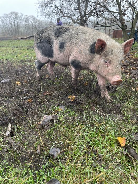 Продам молодого кнура 4-5 місяців, здоровий і активний