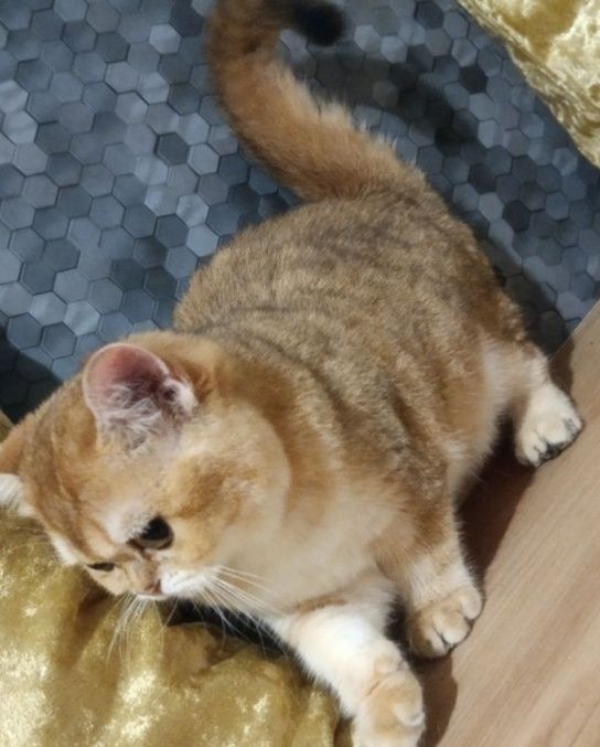 Kot. Brytyjska złota szynszyla w kolorze ny 11