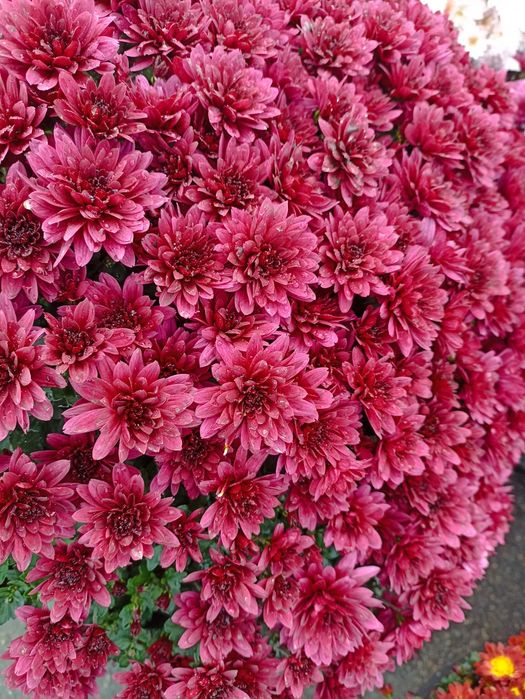 Продам хризантеми