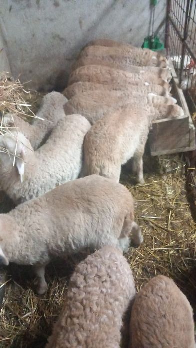 Borregos de boa qualidade