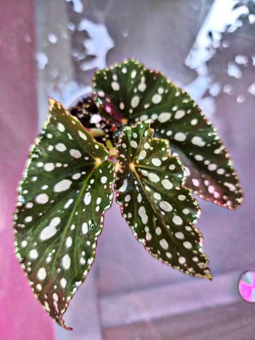 Бегонии Кейн бегония макулата spotlight green Form