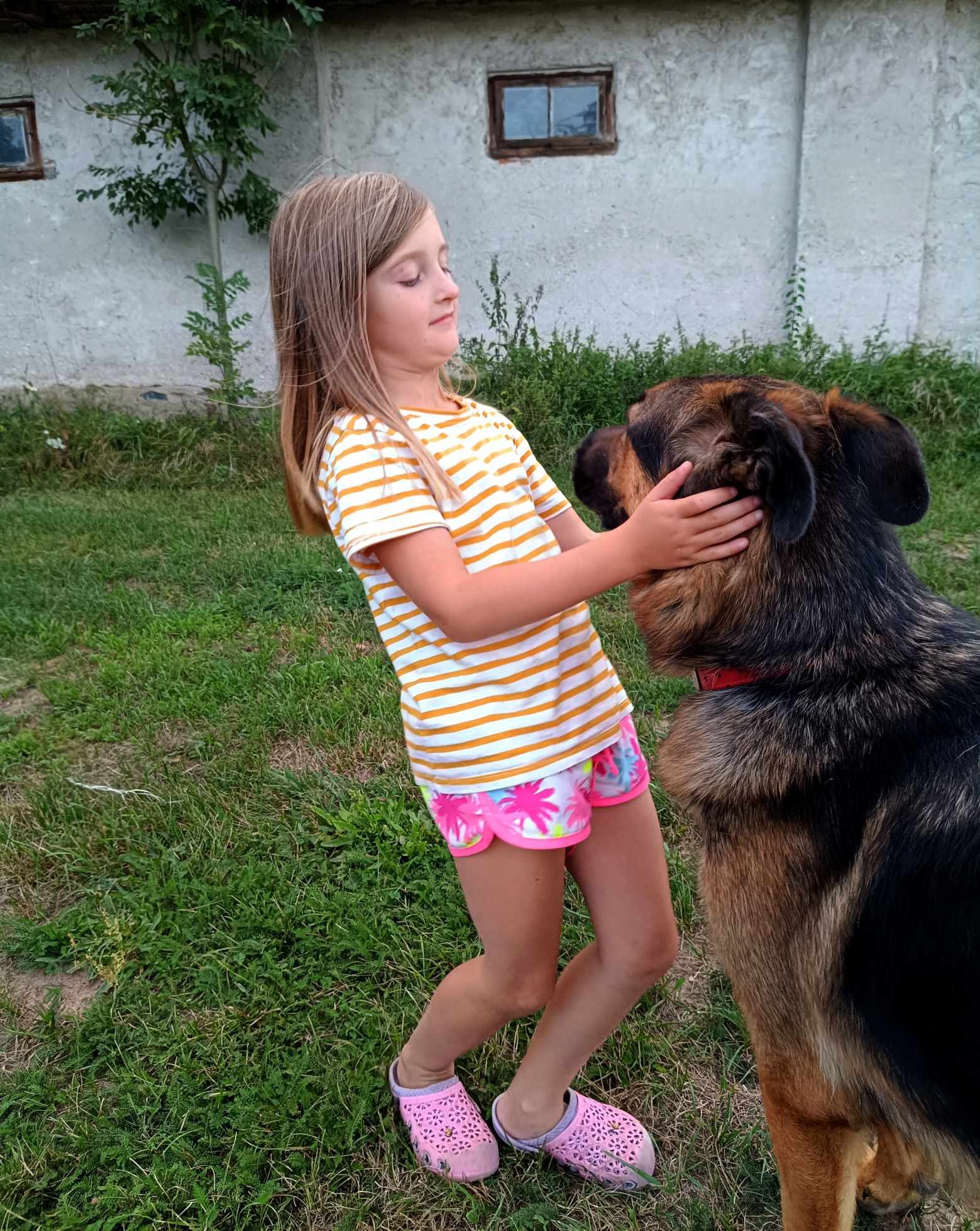 Max, dwuletni psiak w typie owczarka niemieckiego szuka domu.