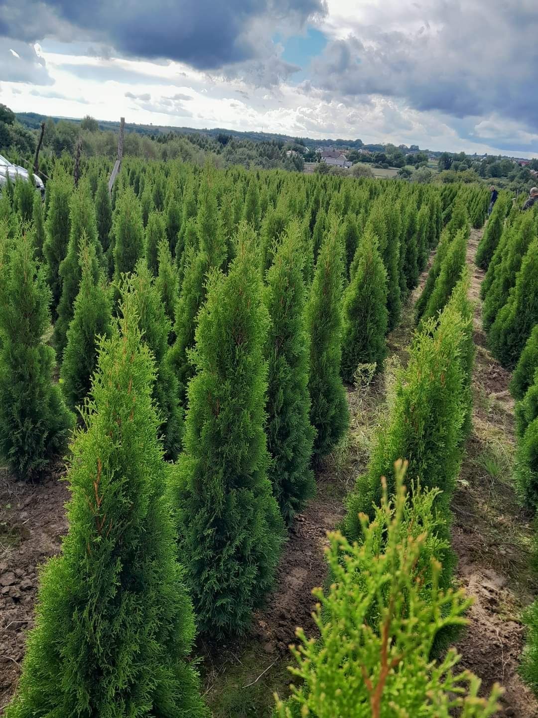 Tuja thuja smaragd 120cm 160cm 180cm drzewka sadzenie kula