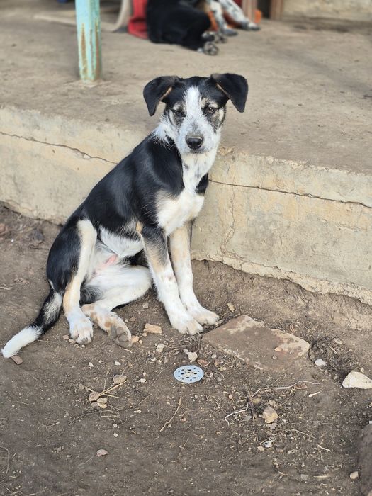 Метиси курцхаара