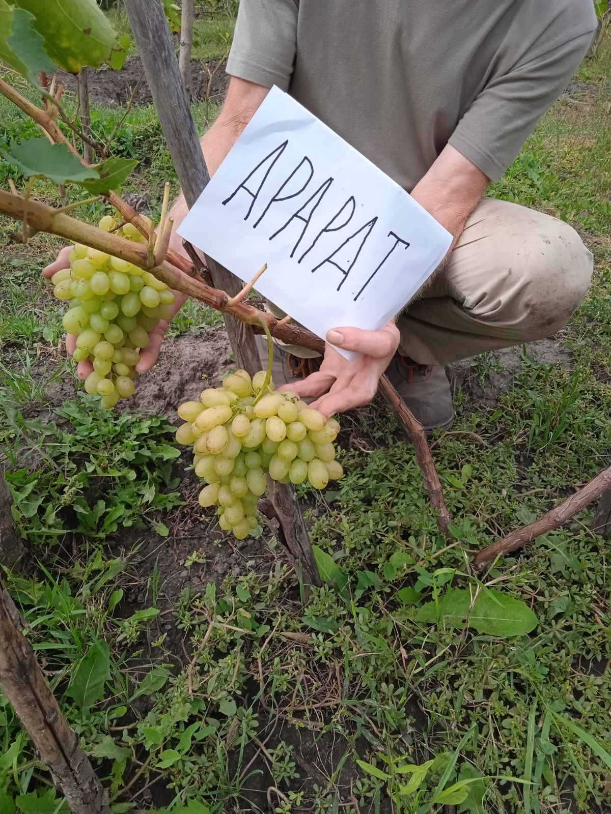 Живці (черенки) елітних сортів винограду