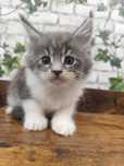Maine Coon kocurek