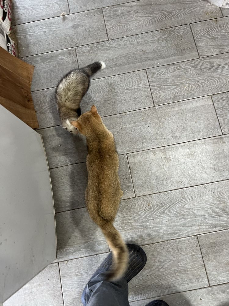 Котята британские золотые