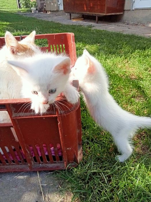 Кошенята метиси (2 місяці)