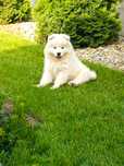 Samoyed samojed szczeniak