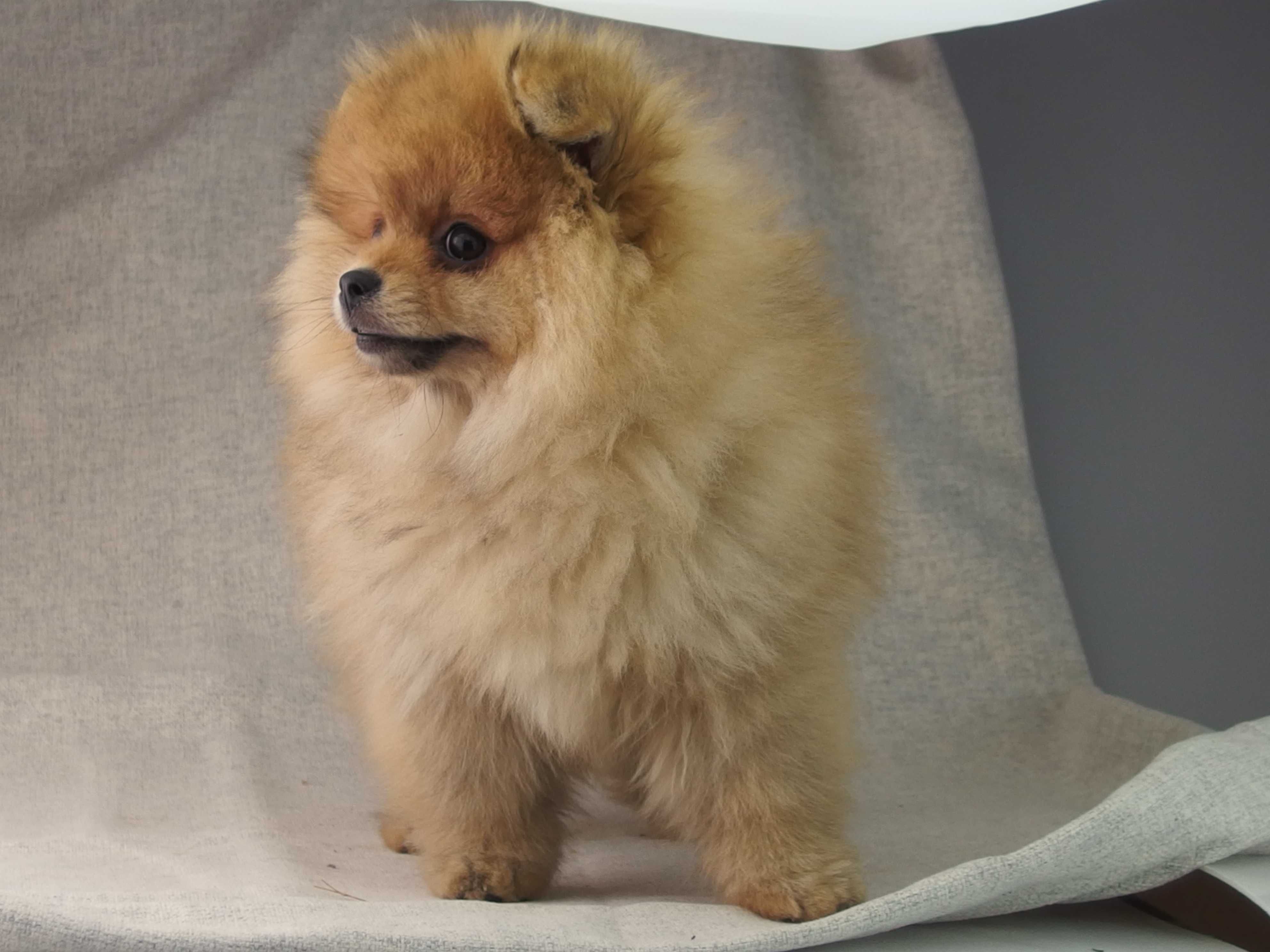 POMERANIAN   FCI szpic miniaturowy # SUCZKA