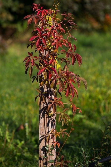 Winobluszcz Pięciolistkowy Murorum 30-50 cm, donica 2l