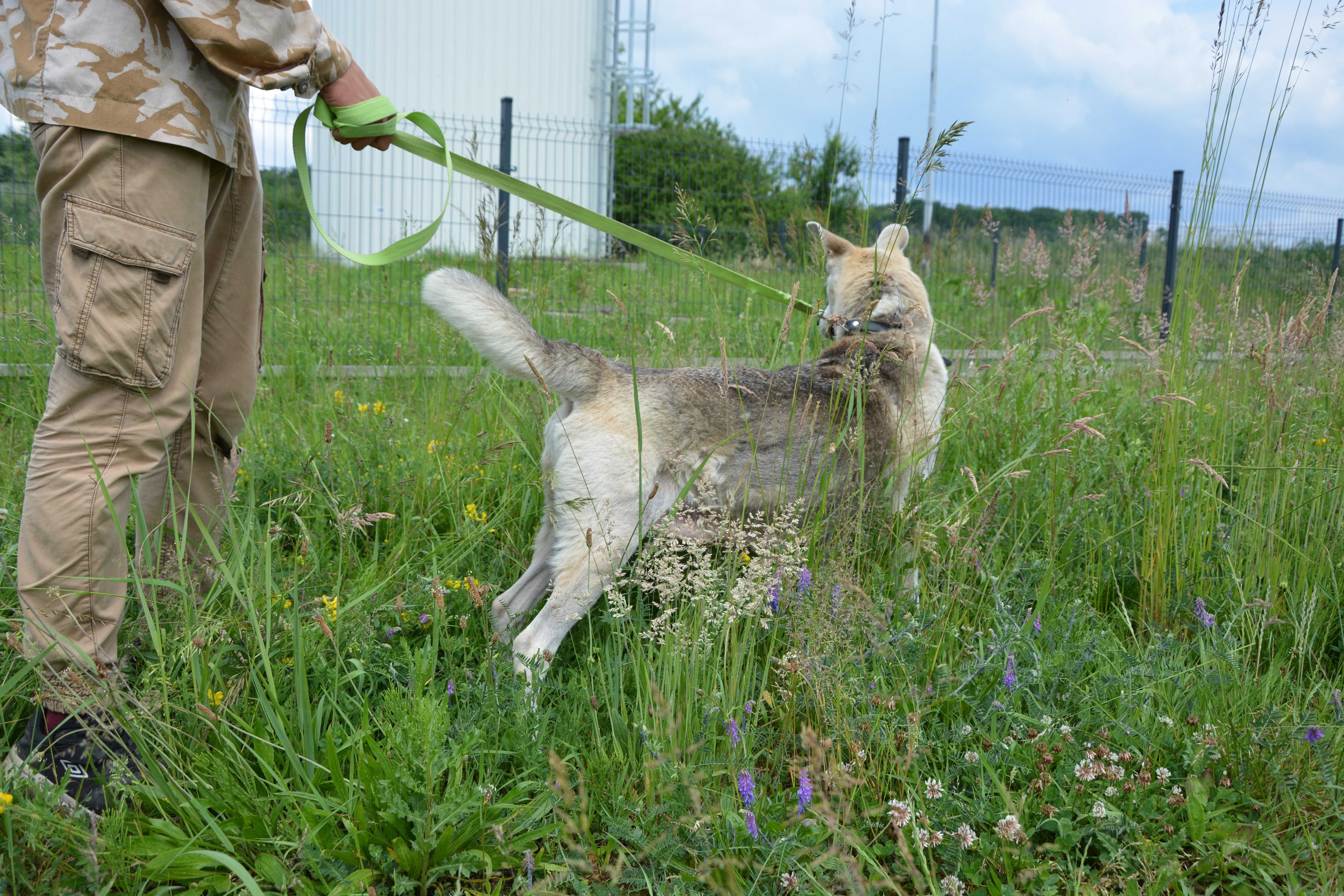 Molly - jak husky - piękna dama do zakochania ADOPCJA