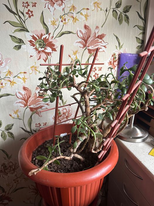 квіти у вазонах кімнатні