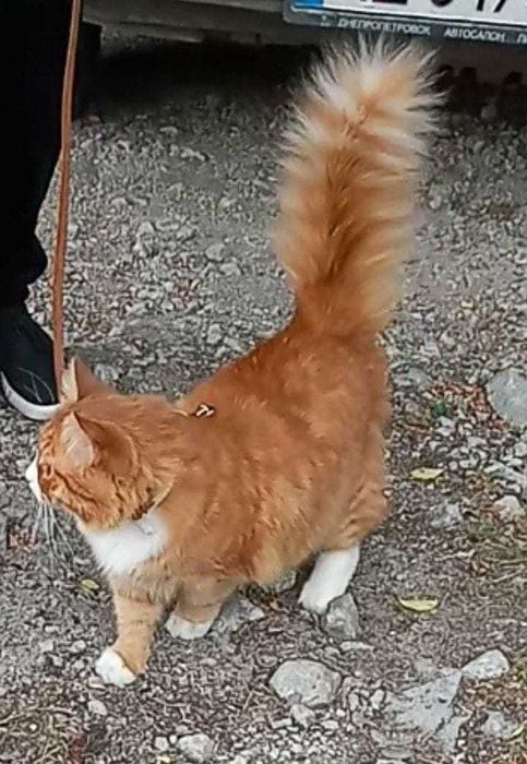 Пропал кот. Днепр, Центральный район