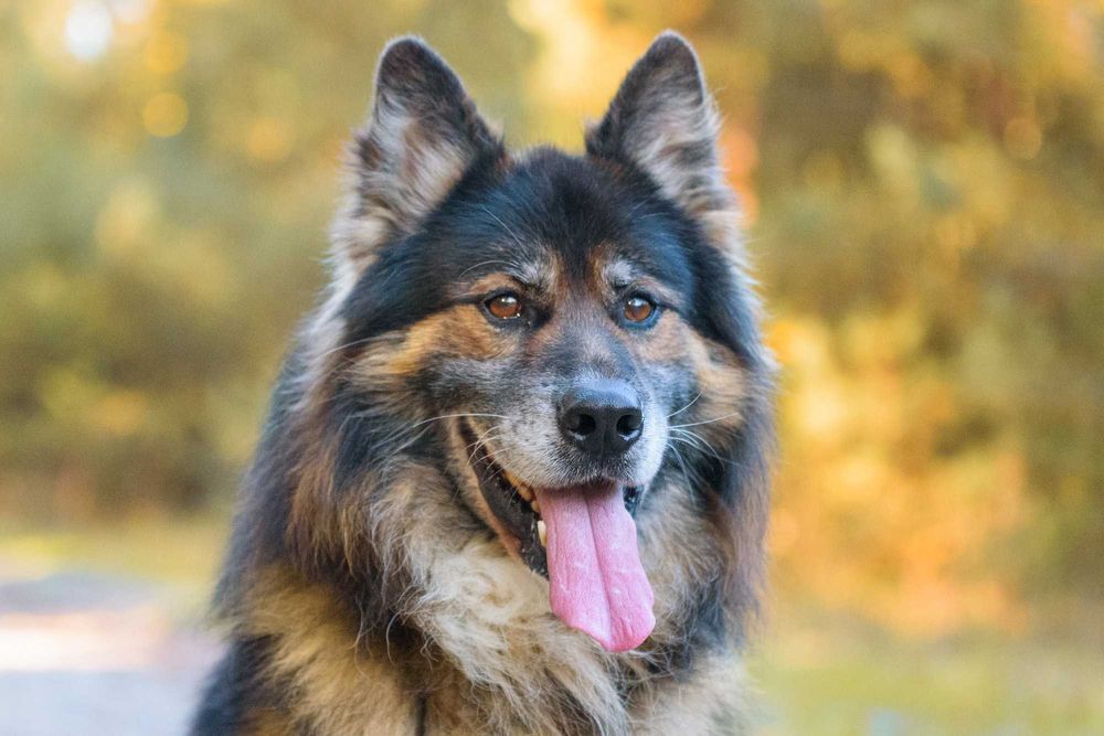 Odino: pluszaty, przyjazny, mądry owczarkowy psistojniak