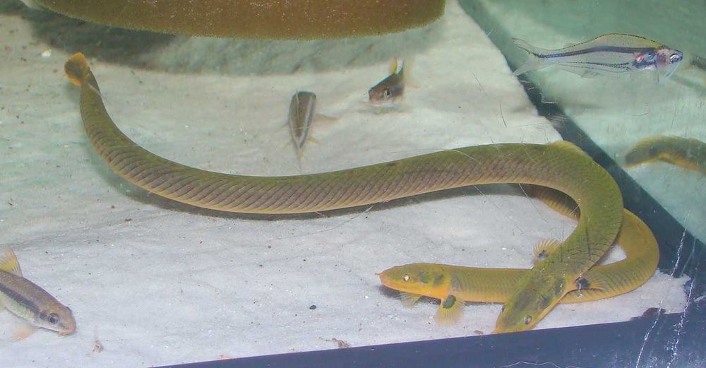 Trzciniak ryba jak wąż