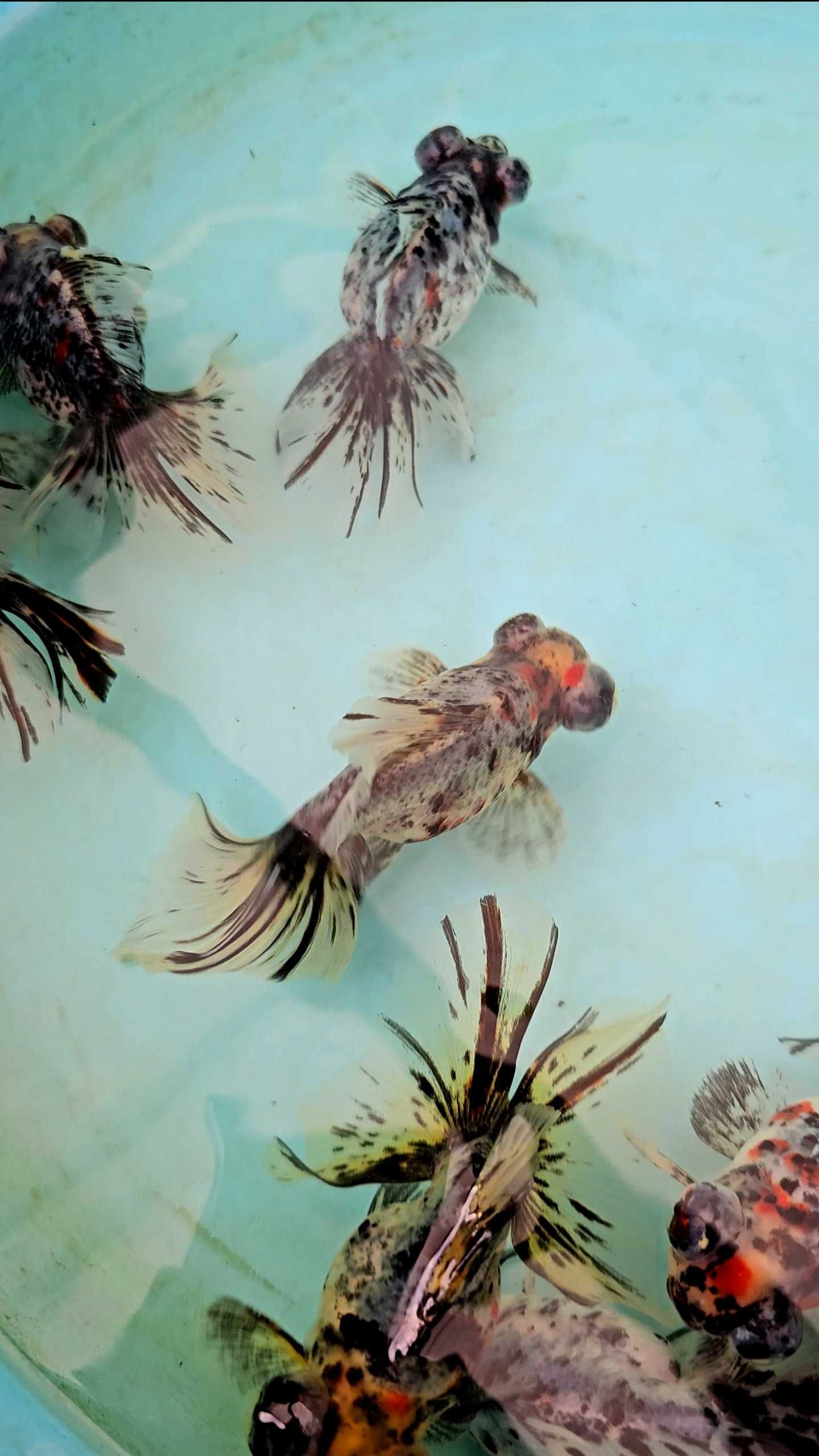 Oranda telescópio borboleta