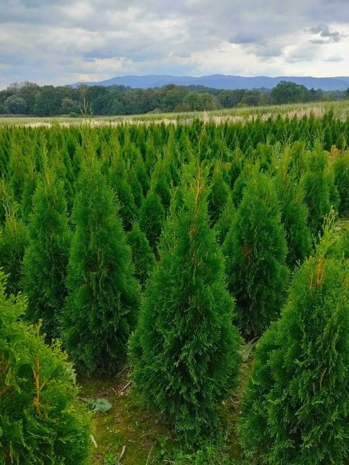 Tuja Thuja Szmaragd 120cm Tuja smaragd żywopłot żywotnik Promocja