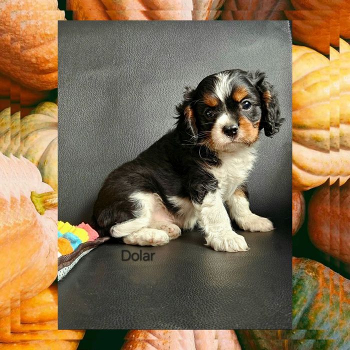 Cavalier King Charles Spaniel piesek pies