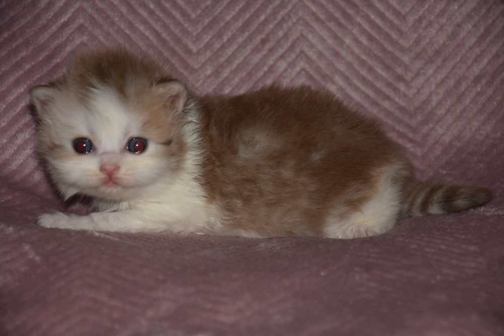 Kotka Brytyjska Długowłosa cynamonowy bikolor