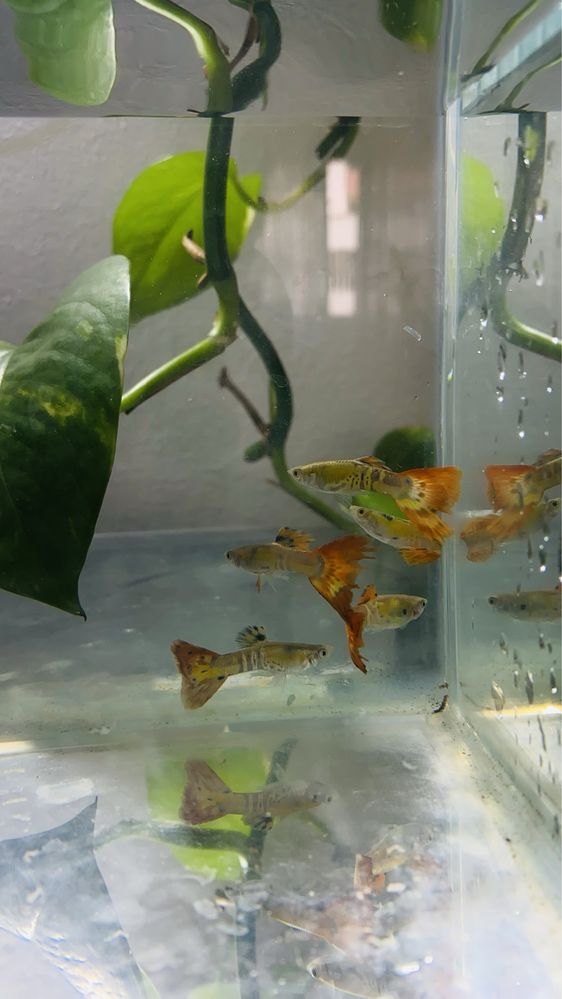 Guppys e camaroes neocaridina