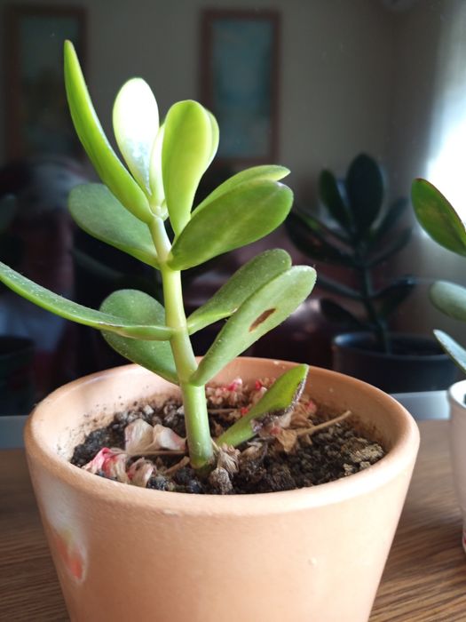 Красула водянка грошове дерево