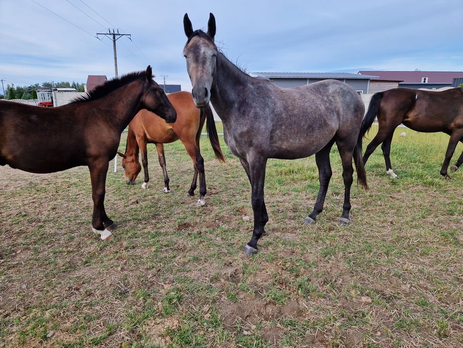 Klacz Wielkopolska skoki ujeżdżenie zaprzęg