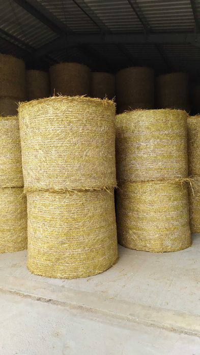 Słoma pszenna baloty spod dachu 125 130 sucha i puszysta do skarmienia