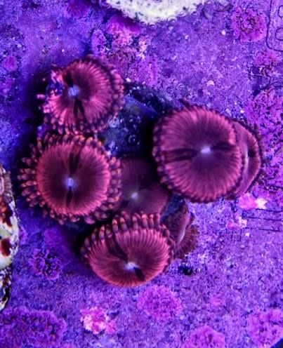 Zoanthus Playboy Run