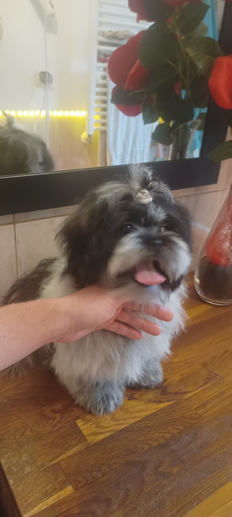 Mal shi, shih tzu, maltańczyk ( komplet szczepień)
