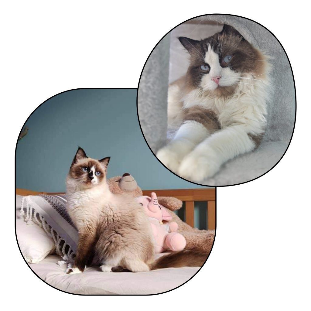Ragdoll dziewczynka