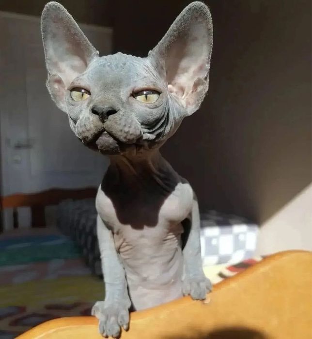 Канадський сфінкс ,  окрас blue solid , хлопчик