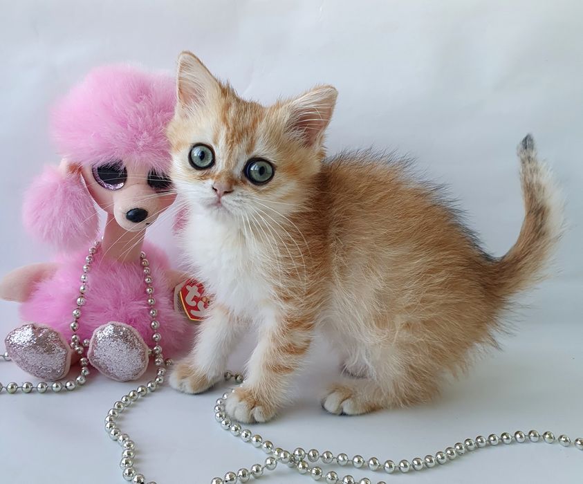 Золотая шиншилла кошечка друг и радость в доме. Котята котенок Киев