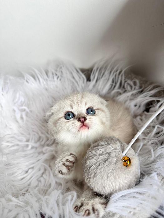Macho Scottish Fold.