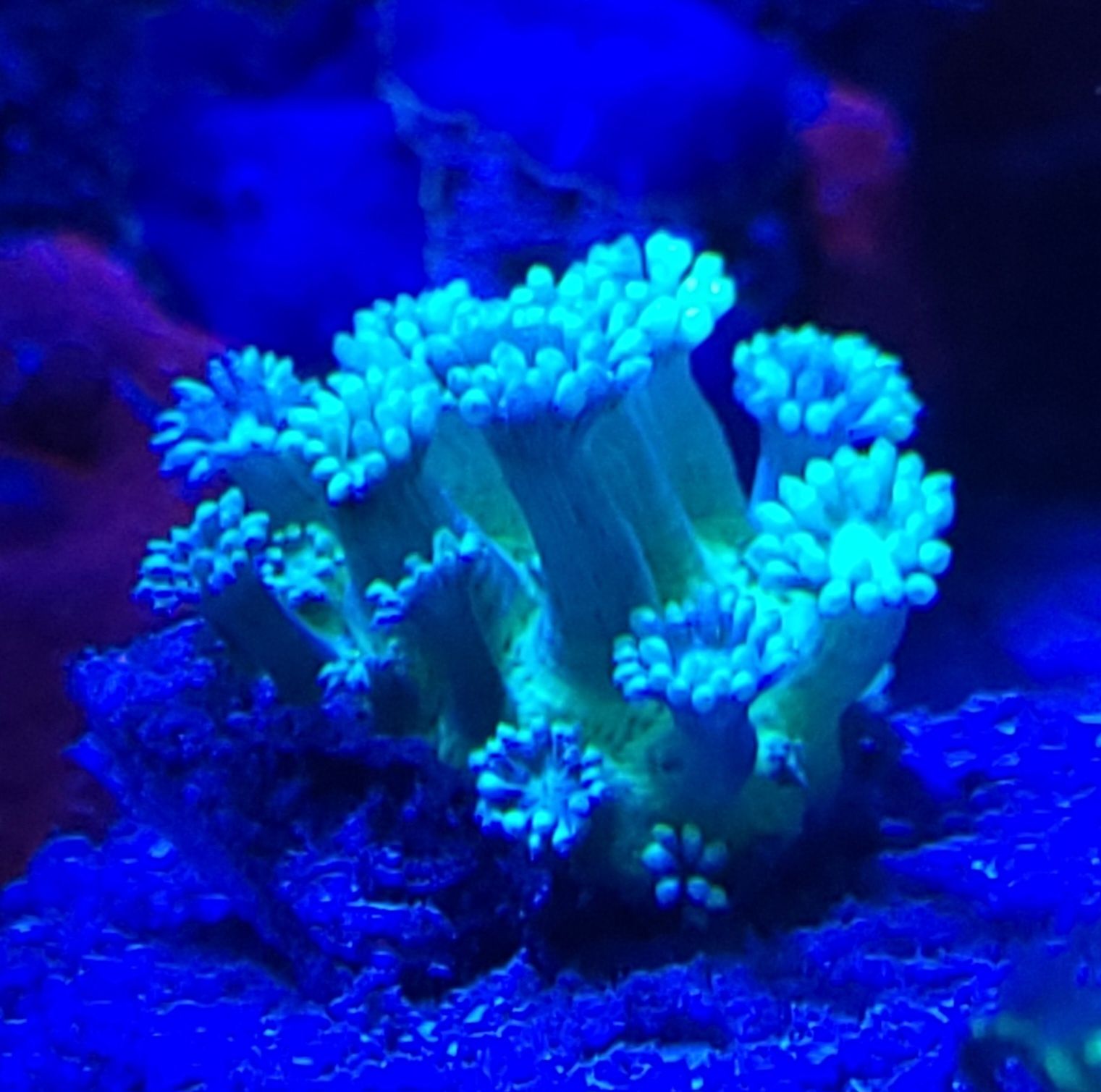 Goniopora - Green/blue center, lps, morskie, Koralowiec, akwarium