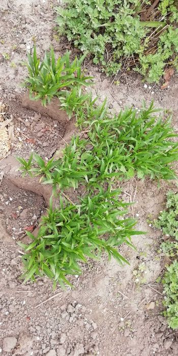 Багаторічні рослини для саду Фізостегія