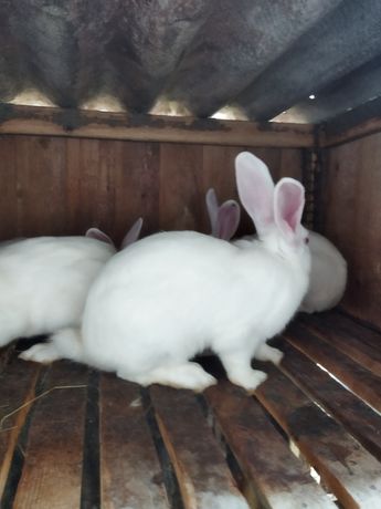 Кролі кролики породи Термонська біла ,термонці