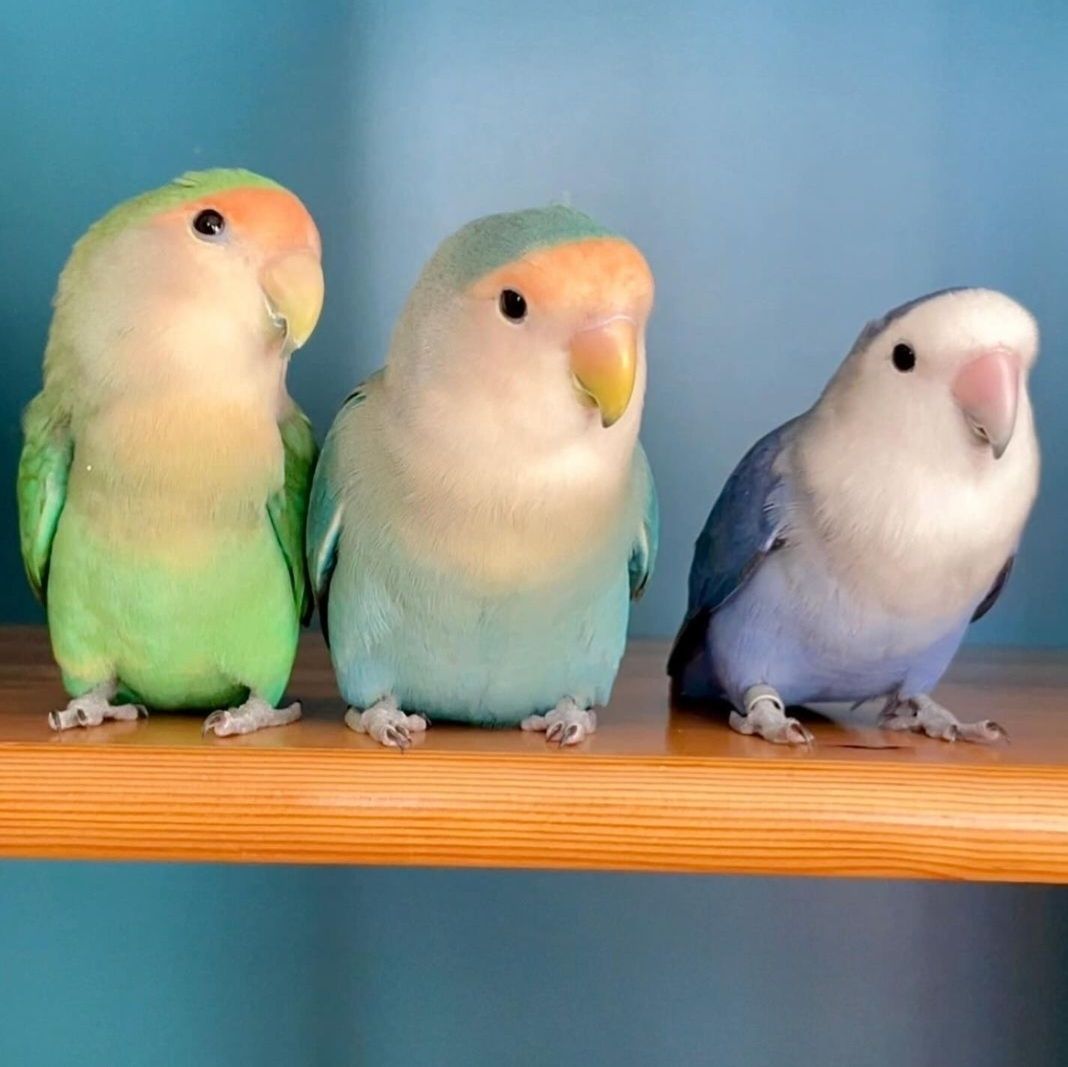 Молоді папуги нерозлучники