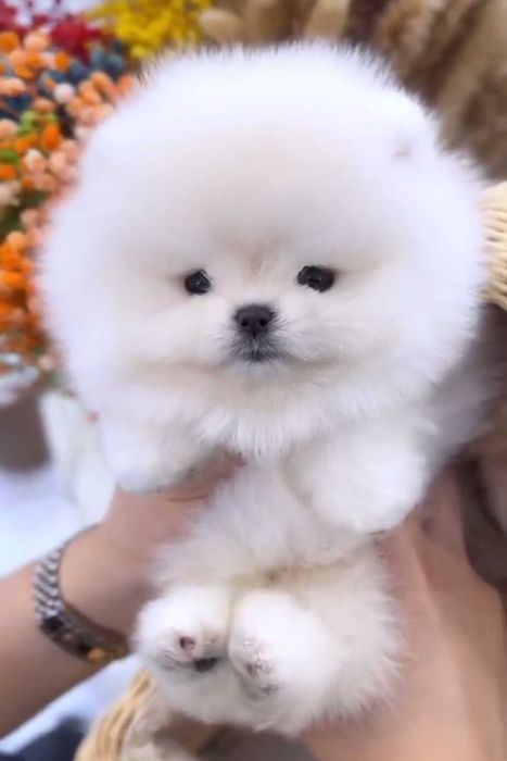 !!! Mini miś pomeranian