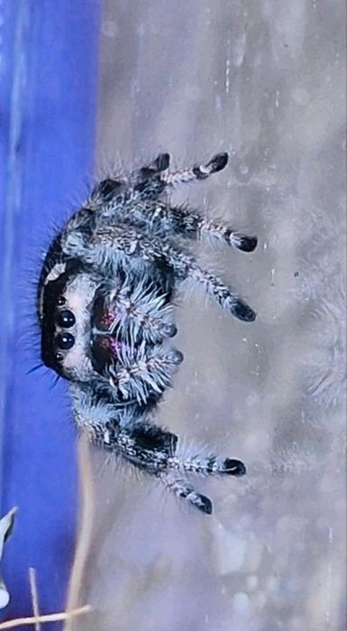 Skakun KRÓLEWSKI, Phidippus regius, pająk, skakuny