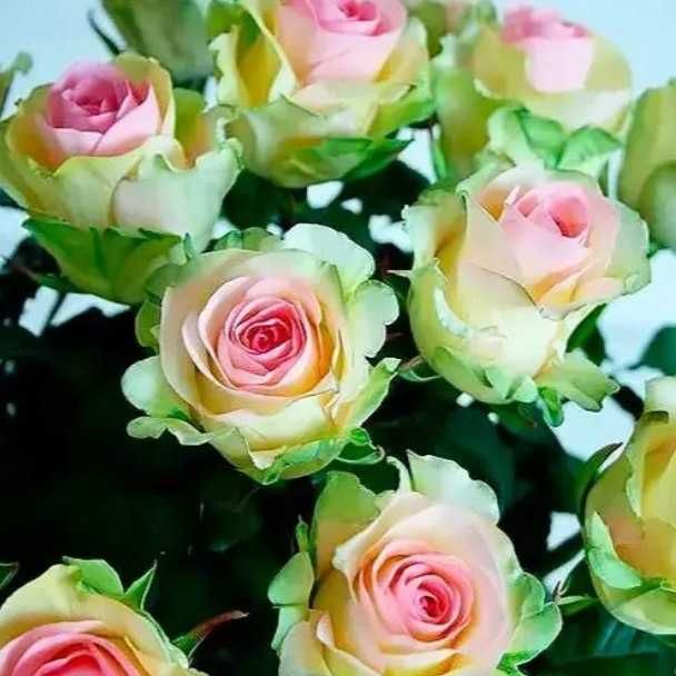 Роза комнатная. Саженцы роз