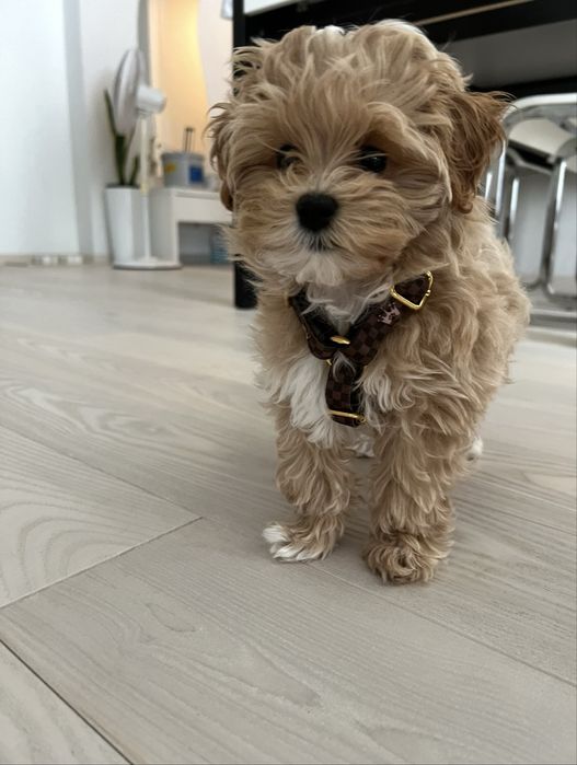 Luksusowe szelki guard dla psa Royal Puppy XS brązowe kolekcja Kylie