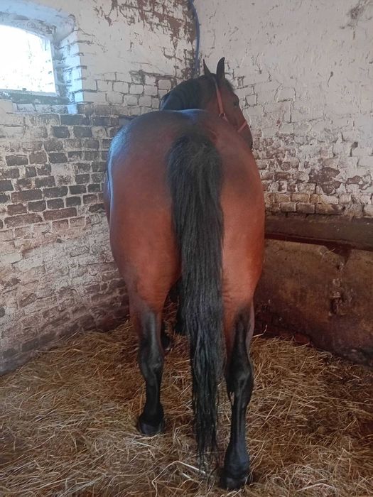 Sprzedam Klacz  Śląska -4letnia